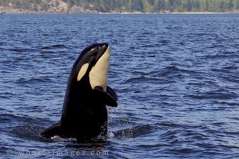 baby-animal-pictures_10.jpg, 52 KB